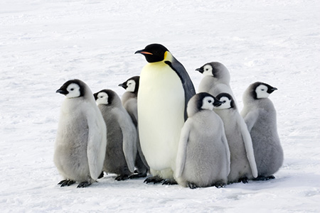 penguinos